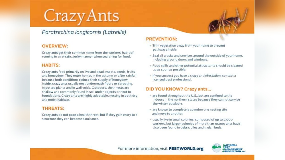 How to Get Rid of Crazy Ants