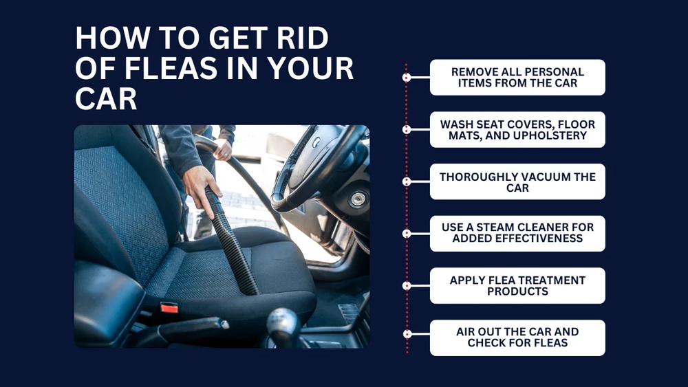 How to Get Rid of Fleas in Car