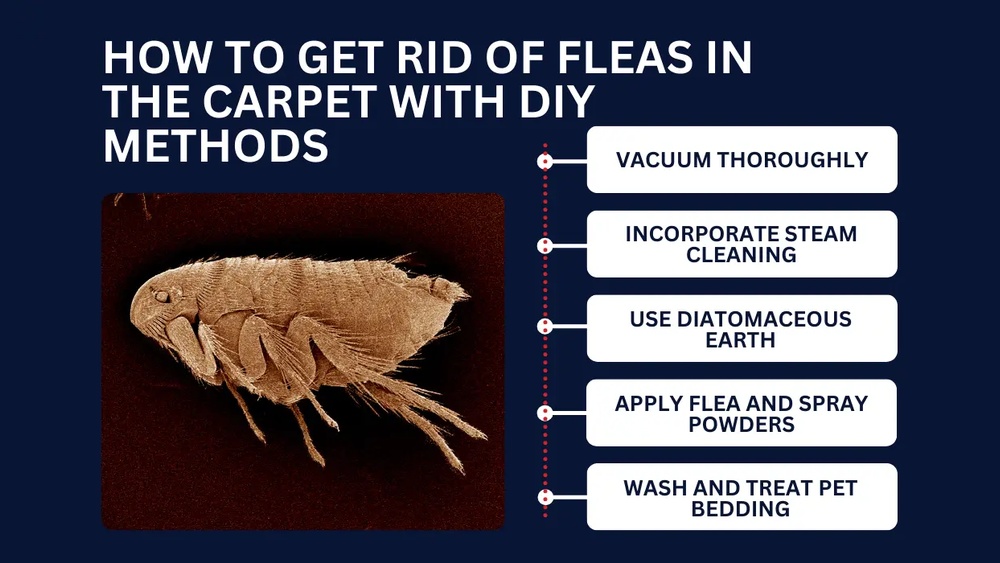 How to Get Rid of Fleas in Carpet