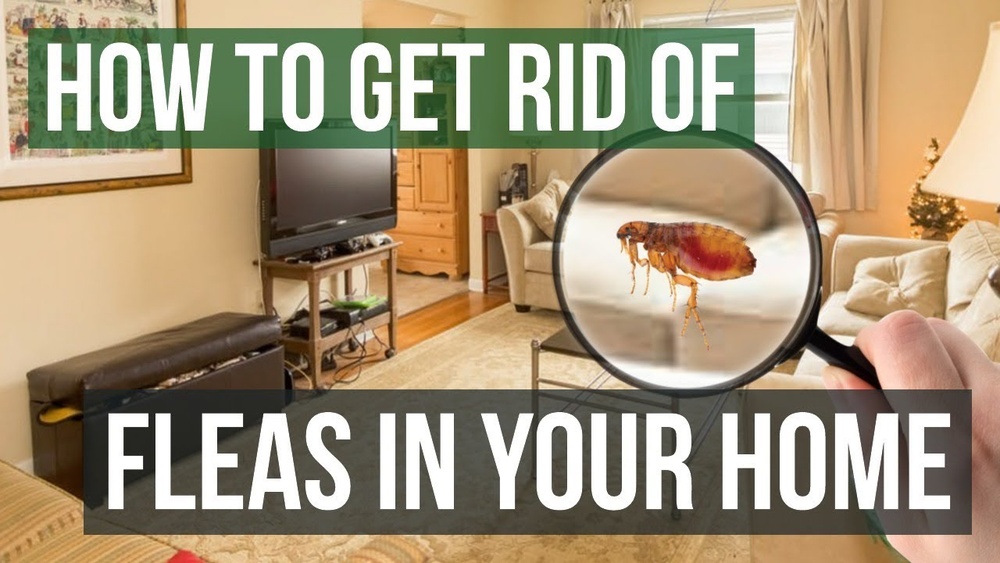 How to Get Rid of Fleas in Couch