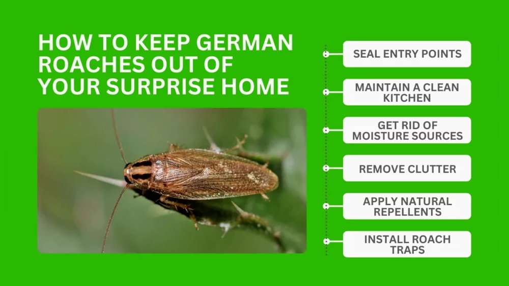 How to Get Rid of German Cockroach