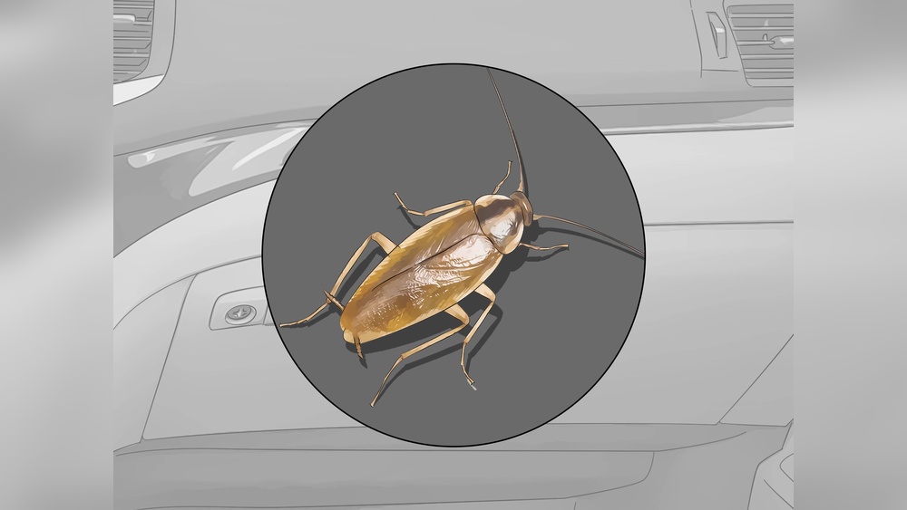 How to Get Rid of German Cockroaches in the Car