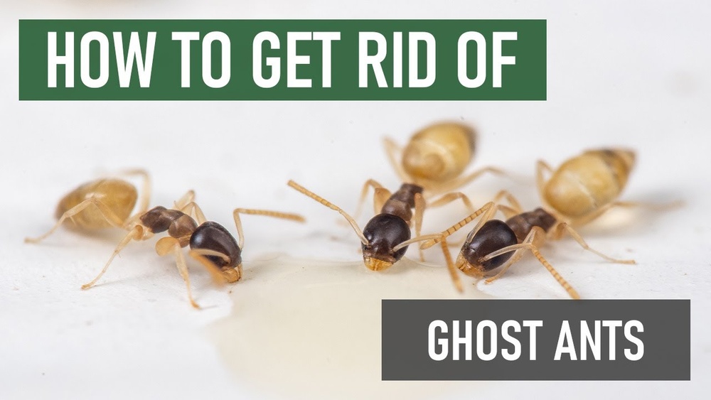 How to Get Rid of Ghost Ants