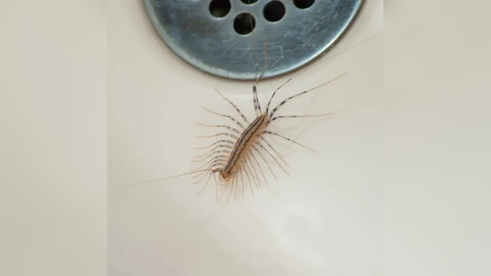 How to Get Rid of House Centipede Scutigera Coleoptrata