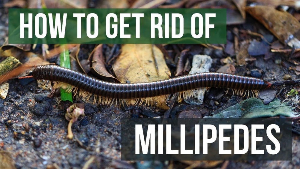 How to Get Rid of Millipedes in Basement