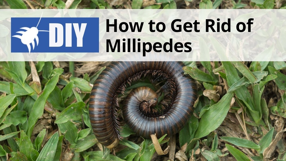 How to Get Rid of Millipedes in Florida