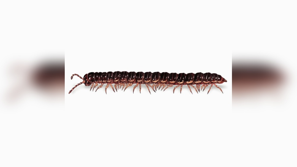 How to Get Rid of Millipedes in Potted Plants