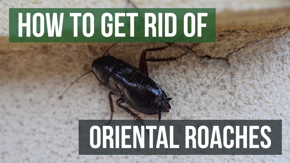 How to Get Rid of Oriental Cockroaches