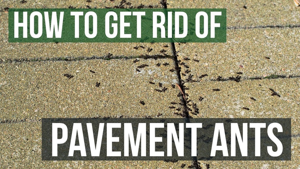 How to Get Rid of Pavement Ants