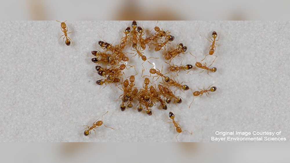 How to Get Rid of Pharaoh Ants