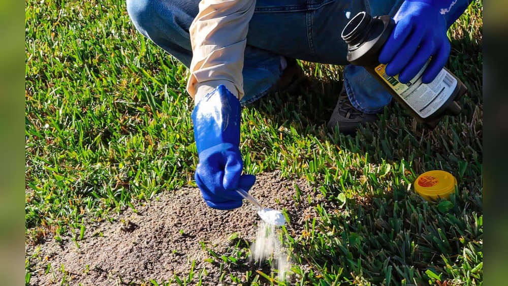 How to Get Rid of Red Ants in Yard