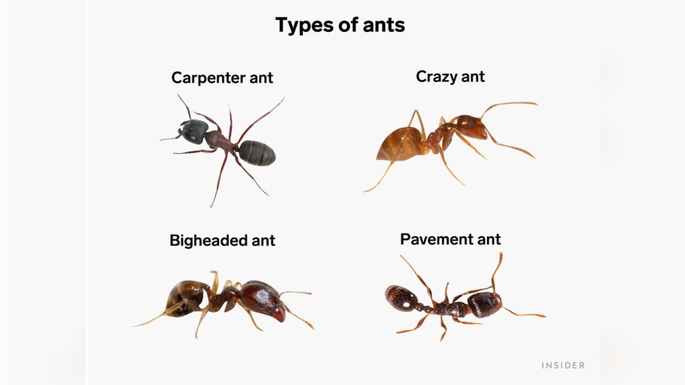 How to Get Rid of Red Ants Outside Permanently