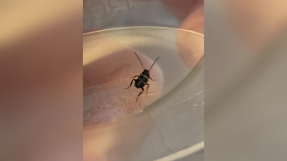 How to Get Rid of Smoky Brown Cockroach Nymph