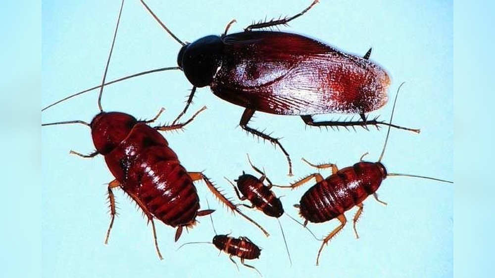 How to Get Rid of Smoky Brown Cockroach