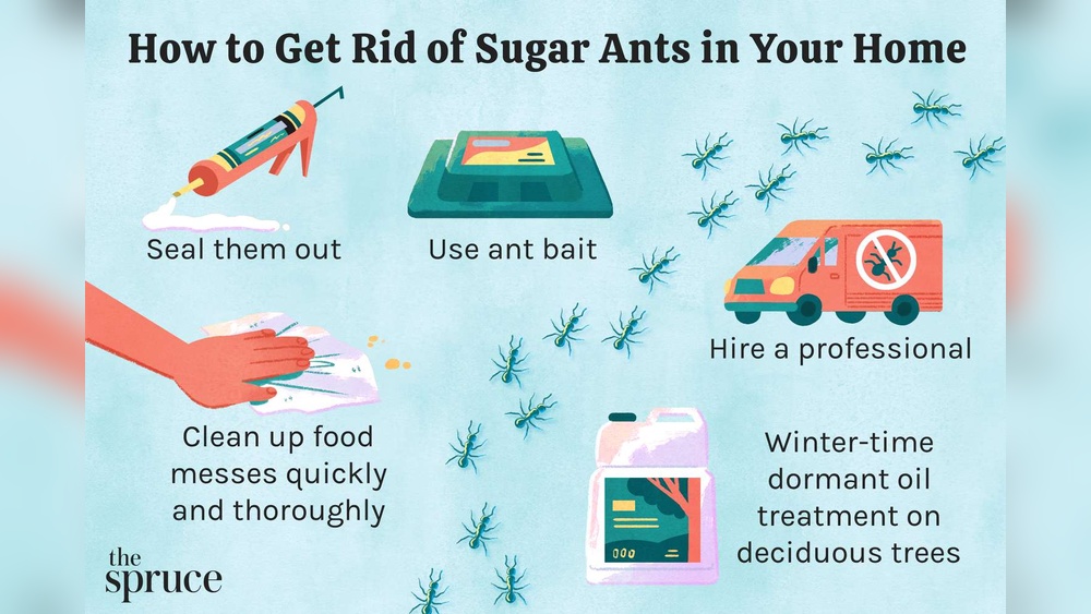 How to Get Rid of Sugar Ants in the House