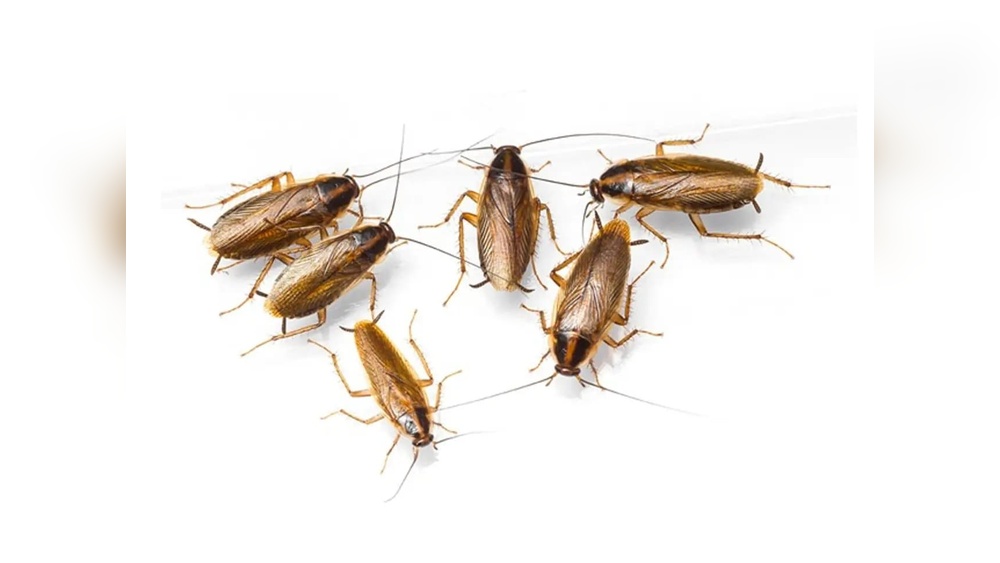 How to Get Rid of Tiny Cockroaches in Kitchen