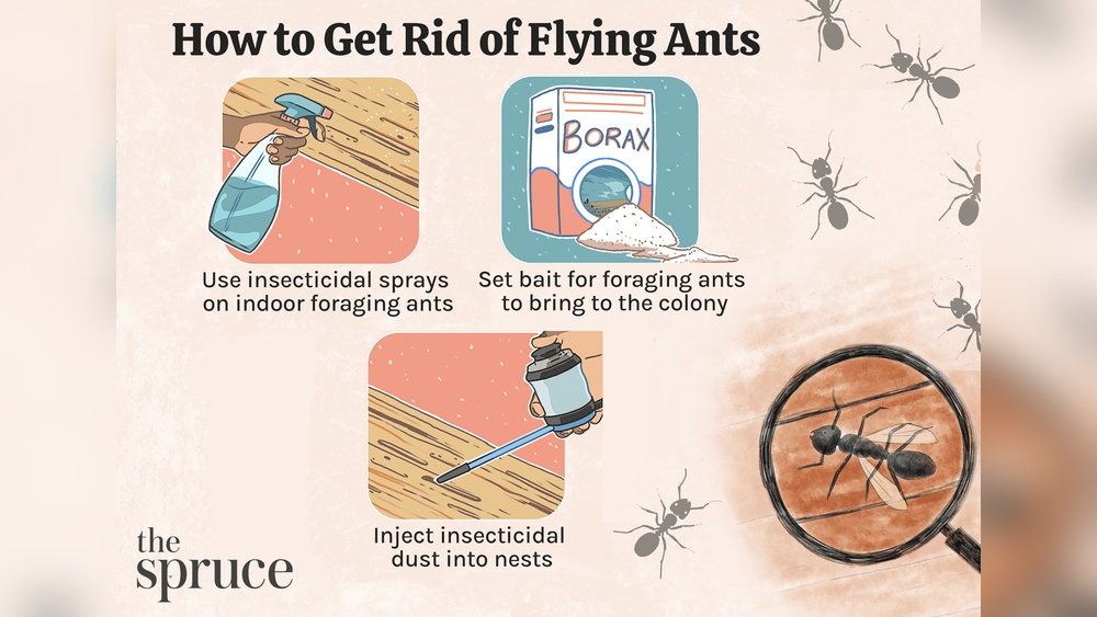 How to Get Rid of Winged Ants in House