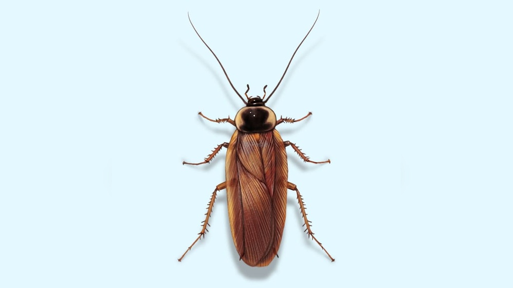 How to Get Rid of Wood Cockroaches