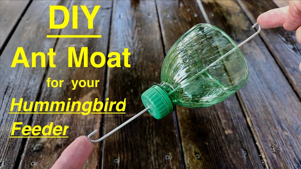 How to Keep Ants Out of a Hummingbird Feeder