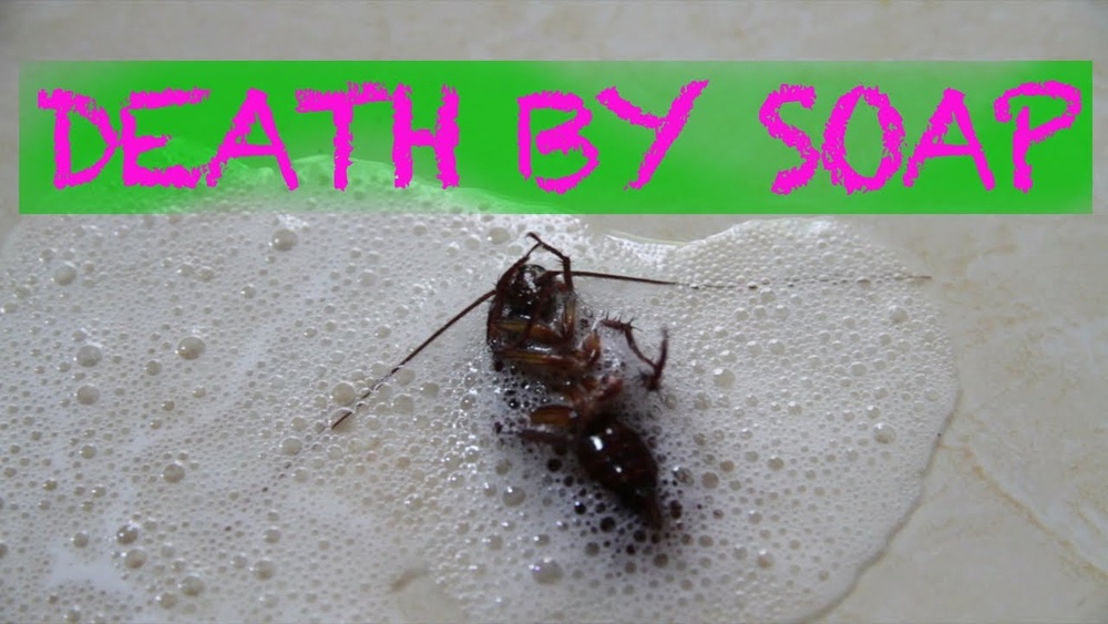 How to Kill a Cockroach Without Touching It