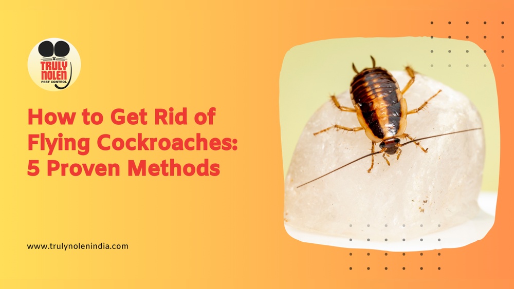 How to Kill a Flying Cockroach