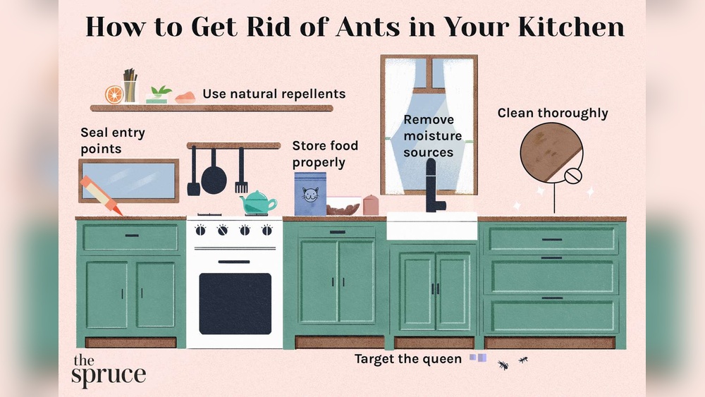 How to Kill Ants in Kitchen