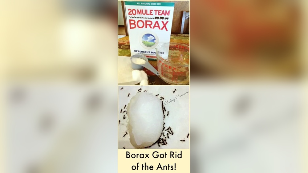 How to Kill Ants With Borax