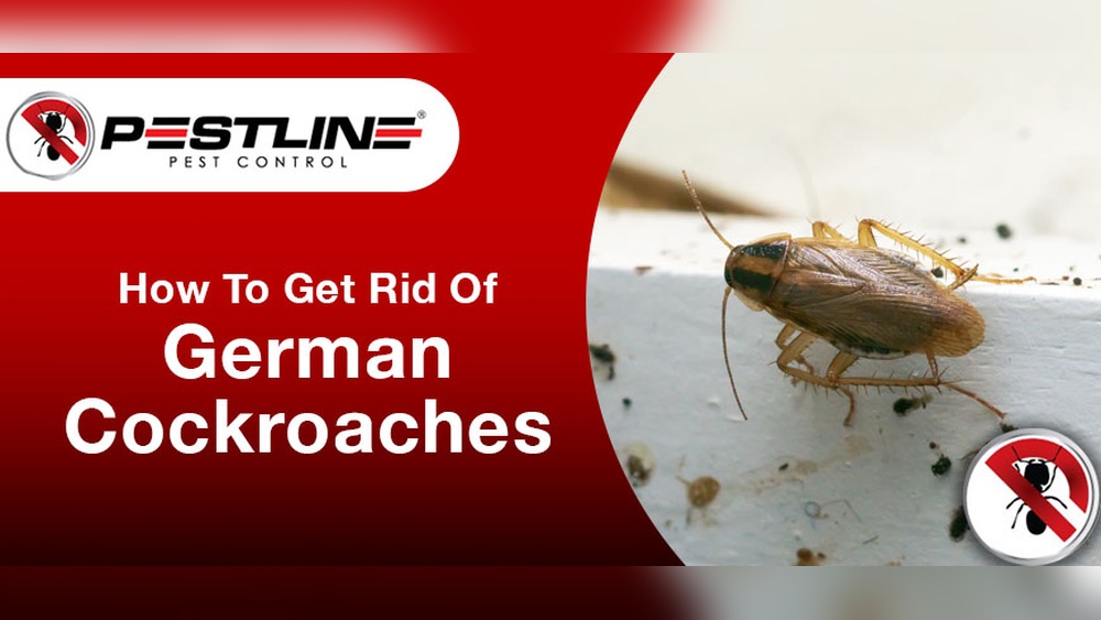 How to Kill German Cockroaches
