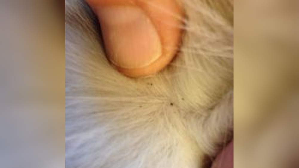 How to Know If My Cat Has Fleas