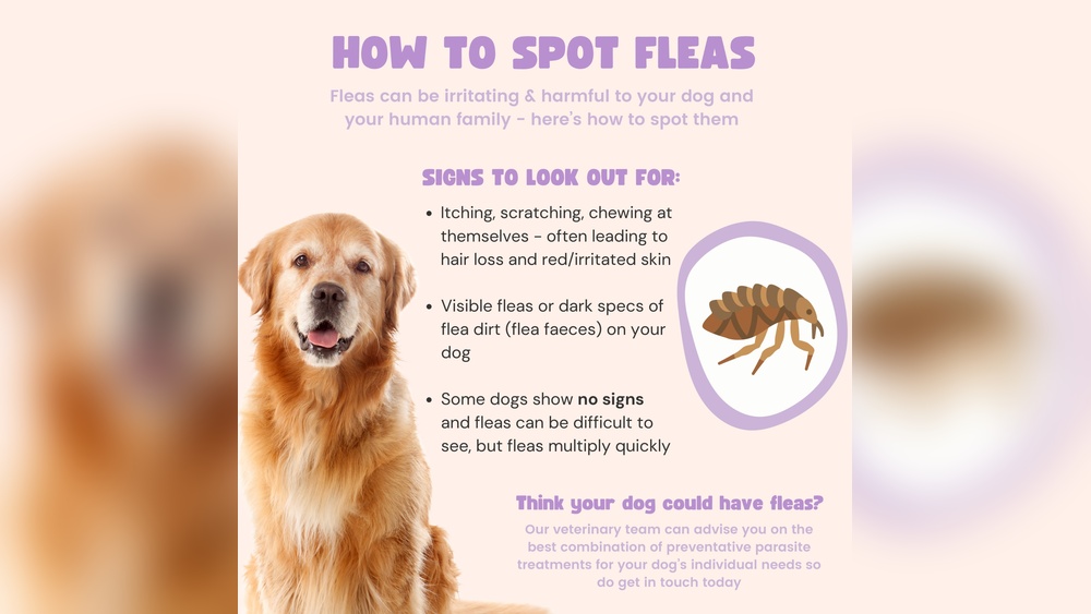 How to Know If My Dog Has Fleas