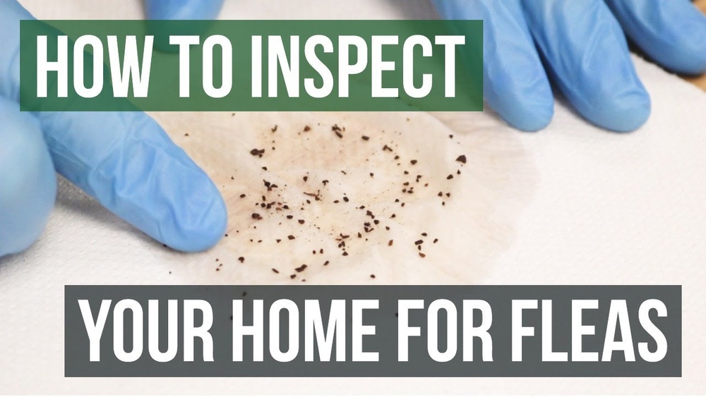 How to Know If Your House Has Fleas