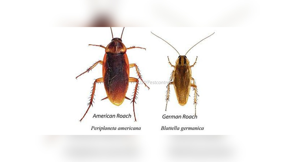 How to Lure a Cockroach Out of Hiding