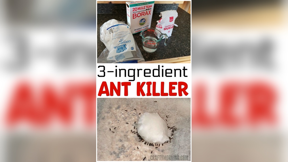 How to Make Ant Bait With Borax