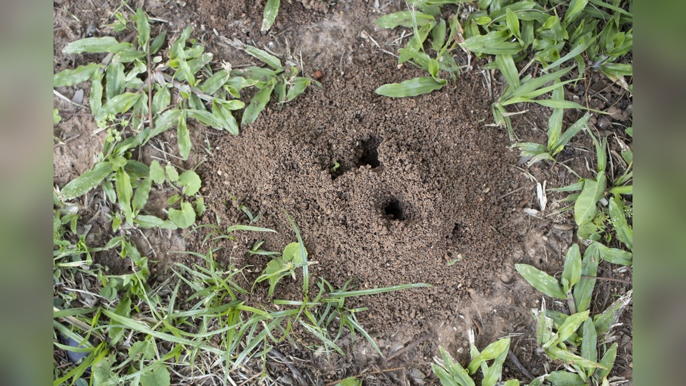 How to Naturally Get Rid of Ant Hills