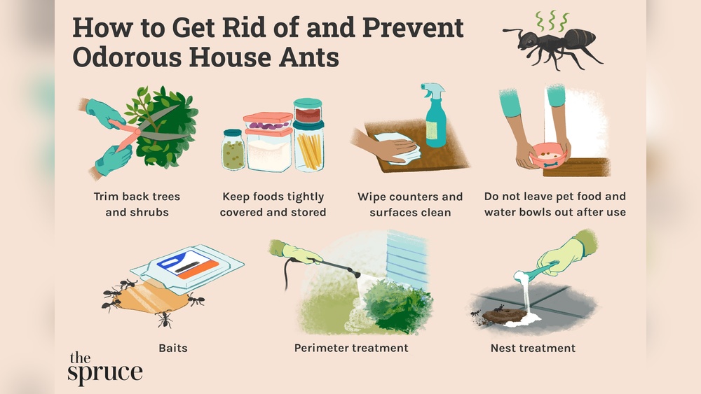 How to Prevent Ants in the House