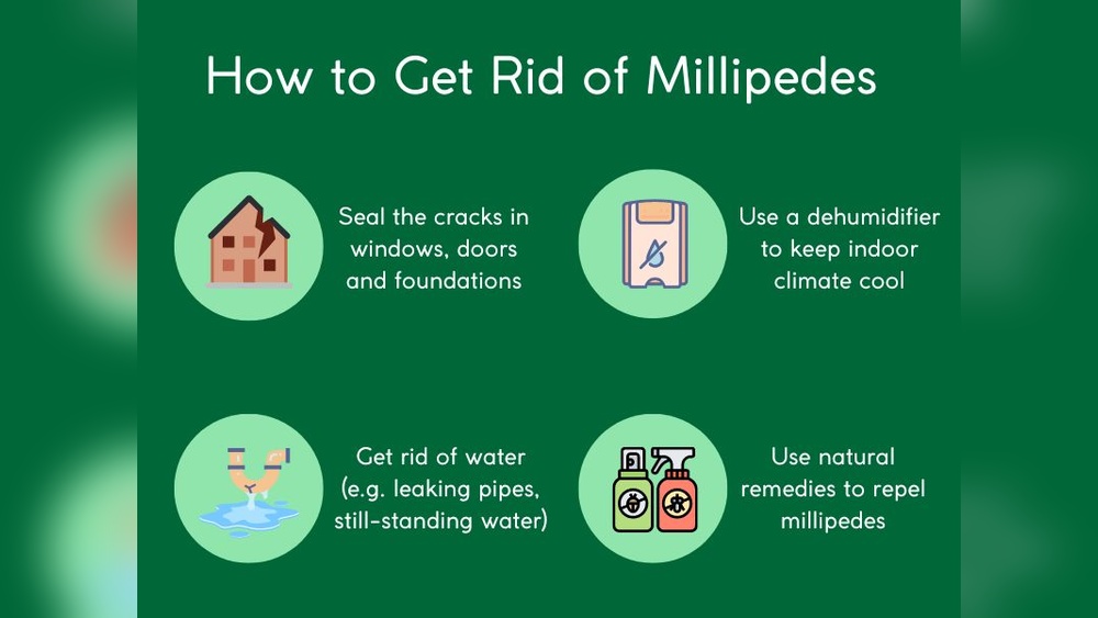 How to Prevent Millipedes