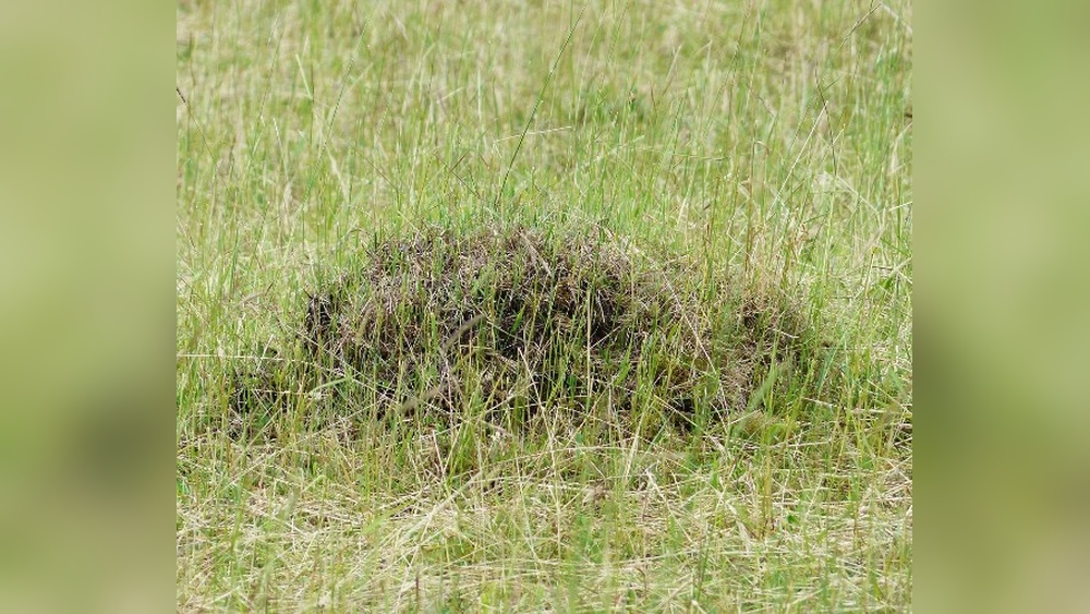 How to Remove Ant Hills from Lawn