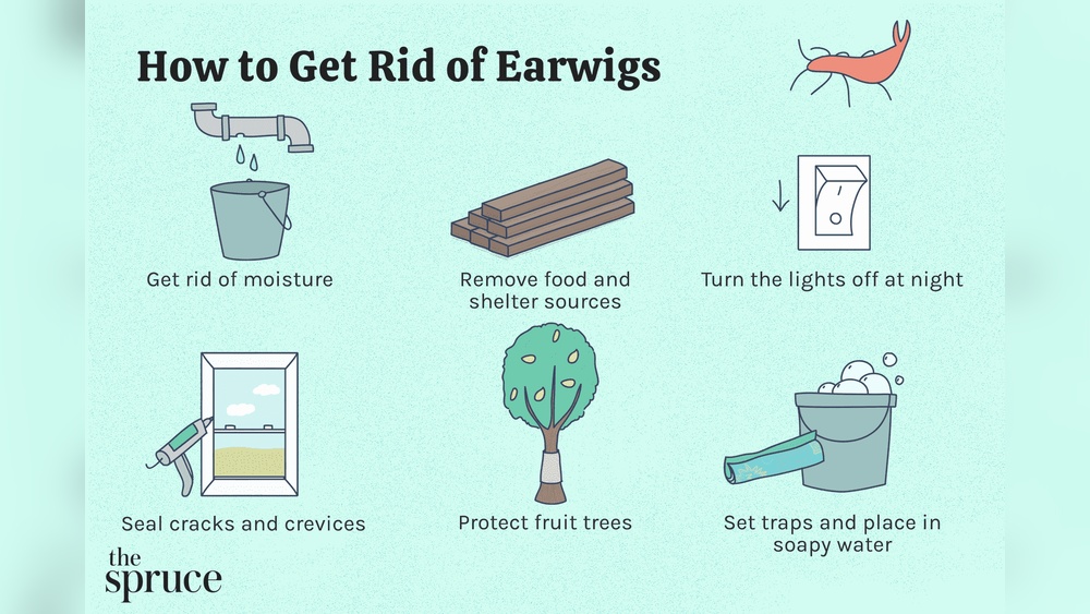How to Spray for Earwigs