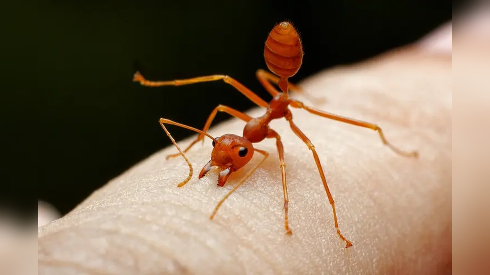 How to Stop Fire Ant Bites from Itching