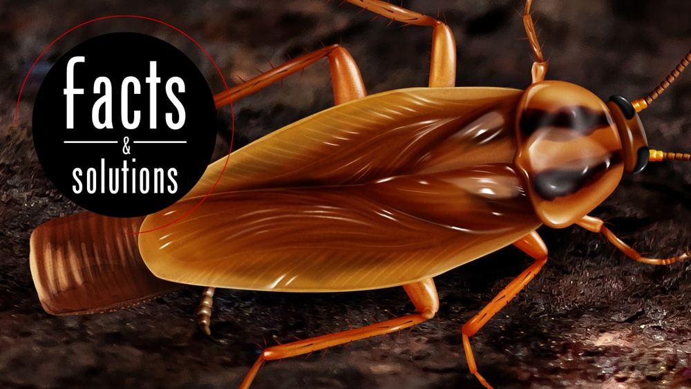 How to Tell If a Cockroach is Pregnant