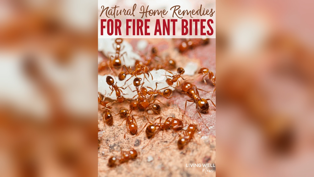 How to Treat Fire Ant Bites Naturally