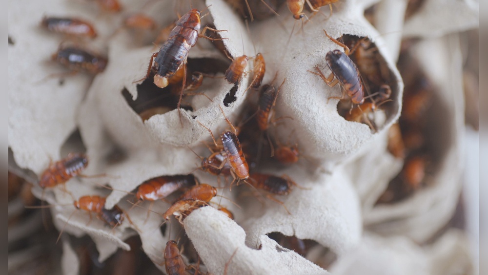 How to Use Boric Acid for Cockroaches