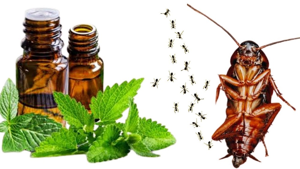 How to Use Peppermint Oil for Cockroaches