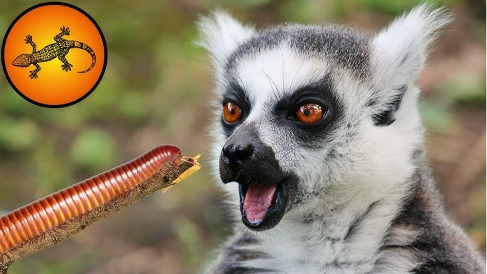 What Animals Eat Millipedes