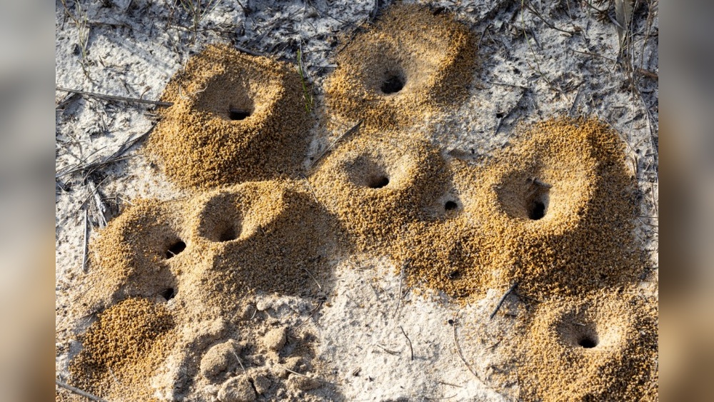 What are a Group of Ants Called