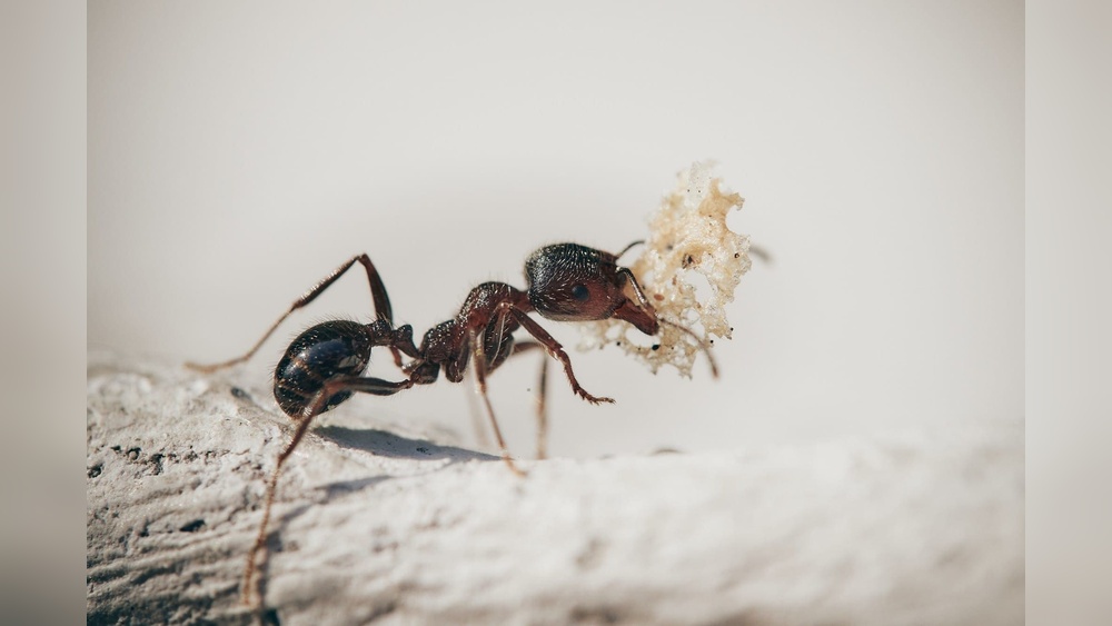 What are Ants Attracted to