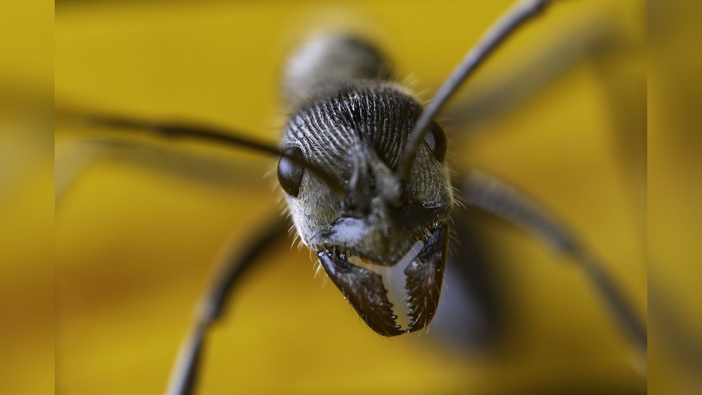 What are Ants Good for