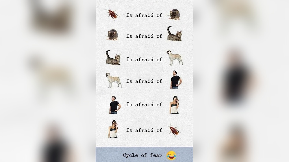 What are Cockroaches Afraid of