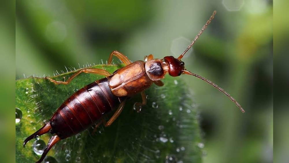 What are Earwigs Attracted to