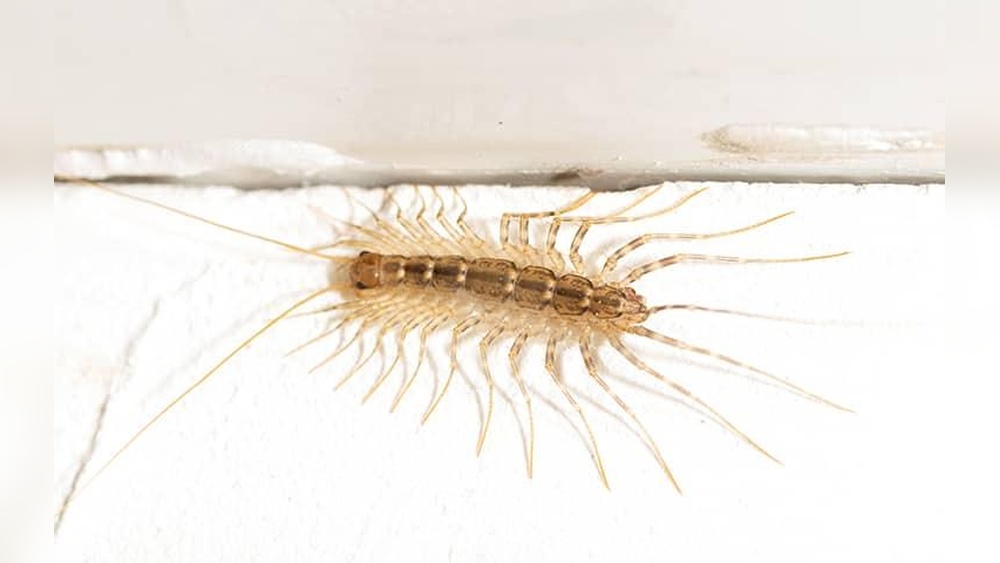 What are House Centipedes Attracted to